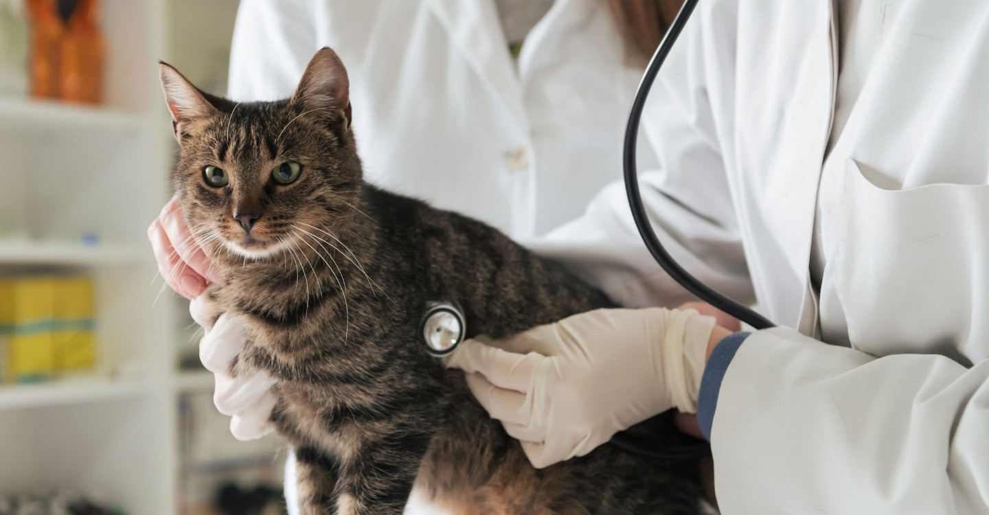 Case - Vet